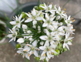 Q. 상생임대주택 요건을 충족하면 받게 되는 거주한 것으로 간주되는 혜택은 모든 상황에서 100% 인정되는 것인가요?&nbsp;A. 상생임대주택 요건을 충족하면 가장 큰 혜택으로 